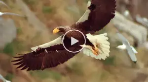 Viral Video: Witness the Majestic Eagle in Action as it Swoops Down to Capture its Prey!