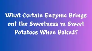 What Certain Enzyme Brings out the Sweetness in Sweet Potatoes When Baked? Persona 3 Reload Class Room Answer