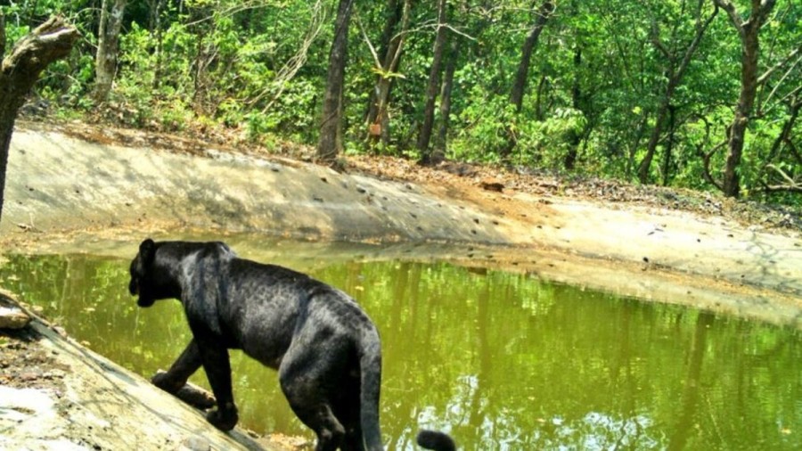 In a Goa Sanctuary, seemingly for the first time in years, a Black Panther was found