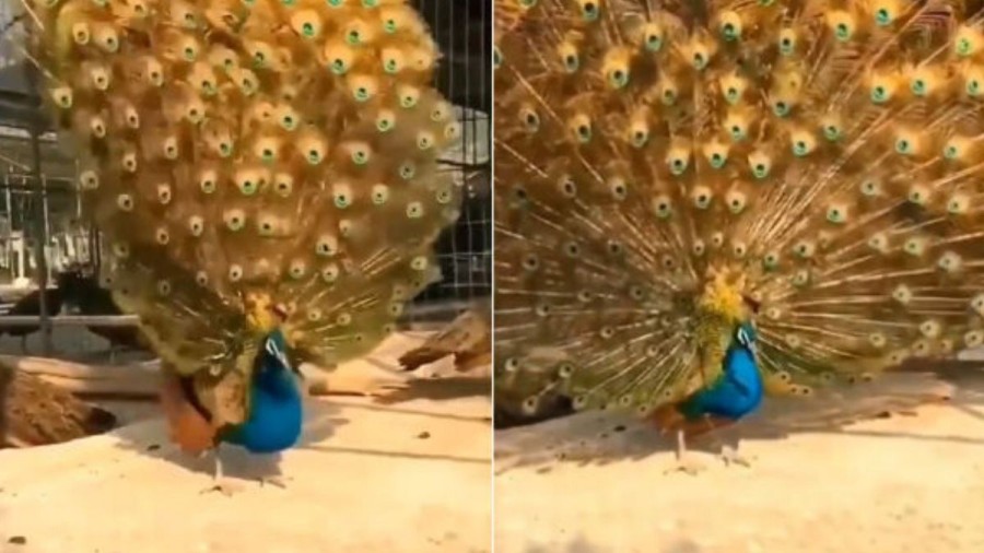 Peacock unfurls stunning peahen feathers for impression. Internet Stuns Viral Footage