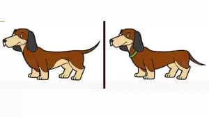 You have the sharpest eyes in the world if you can spot 3 differences between the Dachshund Dog picture within 20 seconds.