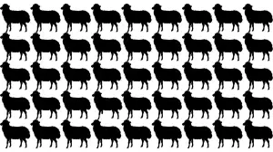 Can You Spot One Sheep That Is Different In This Picture Within 6 Seconds?