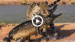 Jaguar Vs Crocodile Viral Video:  Jaguar Takes on Crocodile in Jaw-Dropping Encounter!