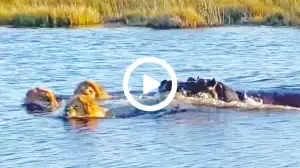 Lone Hippo Takes on Three Lions! Watch the Video Till the End – You Won't Believe What Happens!