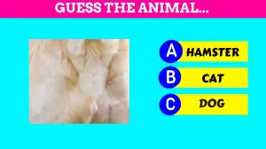 Observation Brain Challenge: Only people with IQ Can Guess the Animal within 8 Seconds