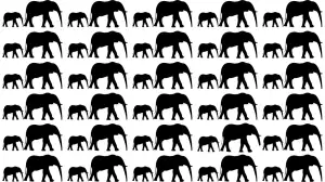 Observation Find it Out: If you have Sharp Eyes Find the different Elephant in this Image in Just 10 Secs