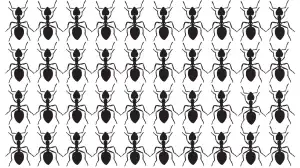 Optical Illusion For Sharp Eyes: Can you Find the Odd Ant in 8 Secs