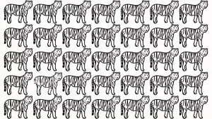 Optical Illusion Visual Test: Can you Spot the Odd Tiger in this Picture in 10 Secs?