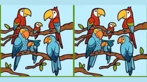 Test your attentiveness and spot 3 differences in the Parrot Family Picture within 10 seconds