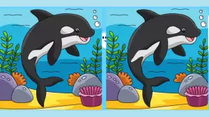 You have eagle eyes if you can spot 3 differences in the Dolphin picture within 15 Seconds