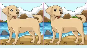 Test your skills and spot 3 differences between the Dog pictures in 9 seconds