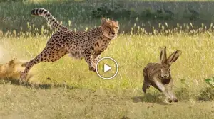 Viral Video: Cheetah Hunting Rabbit – Will the Rabbit Escape? Let's Watch Now