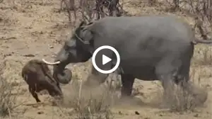 Viral Video: Elephant Kills Buffalo Watch Elephant's Astonishing Encounter with Buffalo