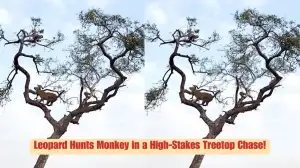 Viral Video: Leopard Hunts Monkey in a High-Stakes Treetop Chase! See What Happens