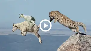 Viral Video: Mountain Goat's Daring Escape from Snow Leopard! Watch the Video till the End