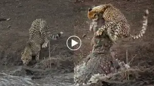 Viral Video Shows: A Crocodile Attacks Unsuspecting Cheetah But What Happens Next Will Amuse You!