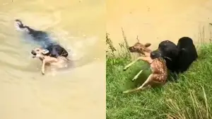 Viral Video Shows Pet Dog saves Baby Deer from Drowning | Heartwarming