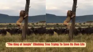 Viral Video Shows “The King of Jungle” Climbing Tree Trying To Save Its Own Life