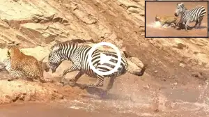 Viral Video: Watch How this Leopard Attacks Baby Zebra