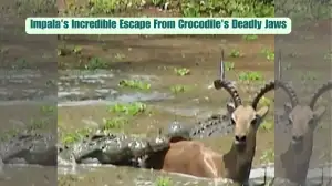 Viral Video Watch Now! Impala's Incredible Escape From Crocodile's Deadly Jaws