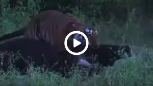 Viral Video: Witness the Intense Tiger vs. Gaur Hunt! Watch the Full Thrilling Video Now