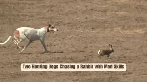 World’s Best Rabbit Escape! Two hunting dogs chasing a rabbit with mad skills | Must Watch this viral video