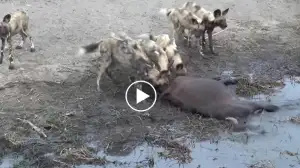 Viral Video: Intense Encounter Between Wild Dogs and Buffalo