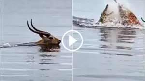 Viral Video: Watch How this Deer Escapes from the Crocodile?