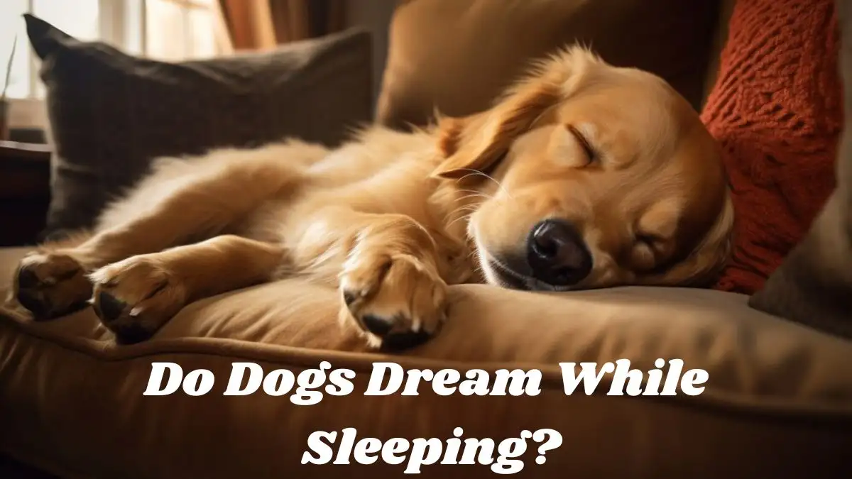 Do Dogs Dream While Sleeping? The Scientific Explanation Behind Dog Dreams