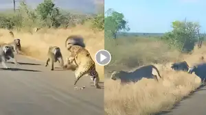 Viral Video: Baboons Brave Enough to Challenge a Leopard ! Watch What Happens!