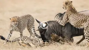 Viral Video: Cheetahs Hunt on Wildebeest Watch Cheetahs Terrific Move!