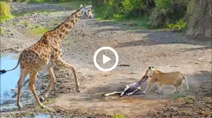 Viral Video: Fierce Encounter Between Lioness and Giraffe for Newborn Cub Watch the Video Till the End