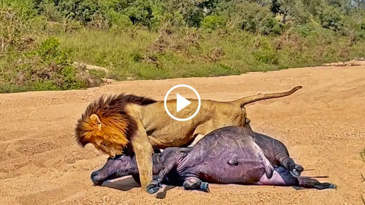 Viral Video: Lion Chases and Kills Buffalo - Watch the Lion's Terrifying Attack