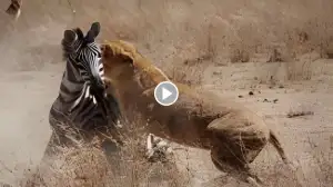 Viral Video: Lion Hunts a Lone Zebra Near the River