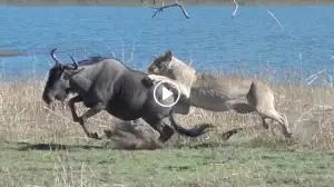 Viral Video: Lions Hunt Pregnant Wildebeest and Assist in Baby Delivery!