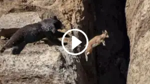 Viral Video: Never Give Up! Watch How This Mountain Goats Escapes From a Bear