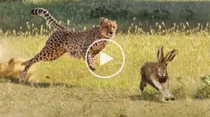 Viral Video: Rabbit Vs Cheetah Who Will Win?