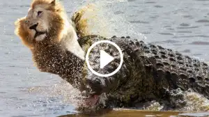 Viral Video Shows a Crocodile Strikes and Kills a Lion Watch Till the End!