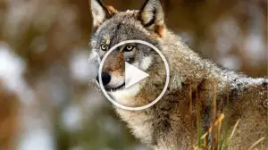 Viral Video Shows a Wolf hunting a Mountain Goat Watch the Video till the End