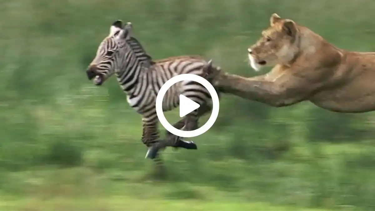 Viral Video Shows Lioness Chasing Zebra Watch till the End