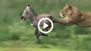 Viral Video Shows Lioness Chasing Zebra Watch till the End