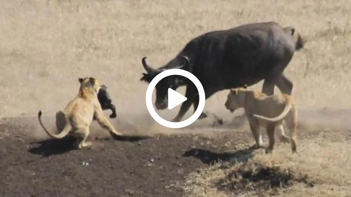 Viral Video: Terrific Attack By Lions What Happened to Buffalo and Its Newborn Calf