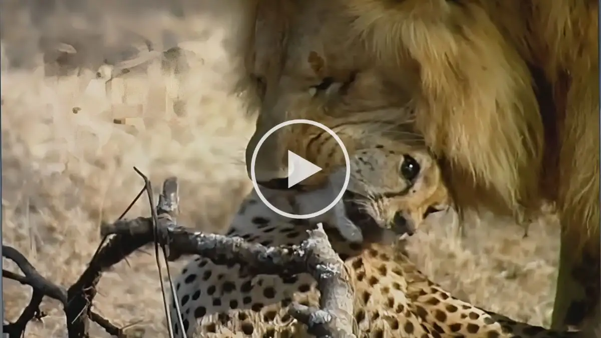 Viral Video: Terrific Lion attacks Cheetah Watch the Video till the End