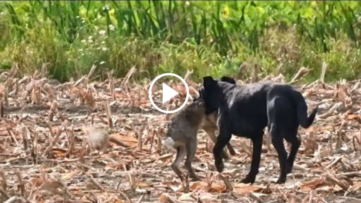 Viral Video: Watch How this Dog Chases and Kills Hare