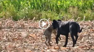 Viral Video: Watch How this Dog Chases and Kills Hare