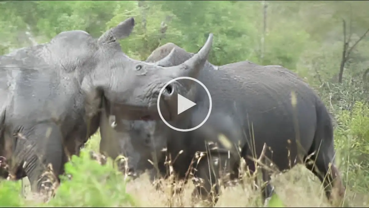 Viral Video: Watch the Deadly Fight of Rhinos