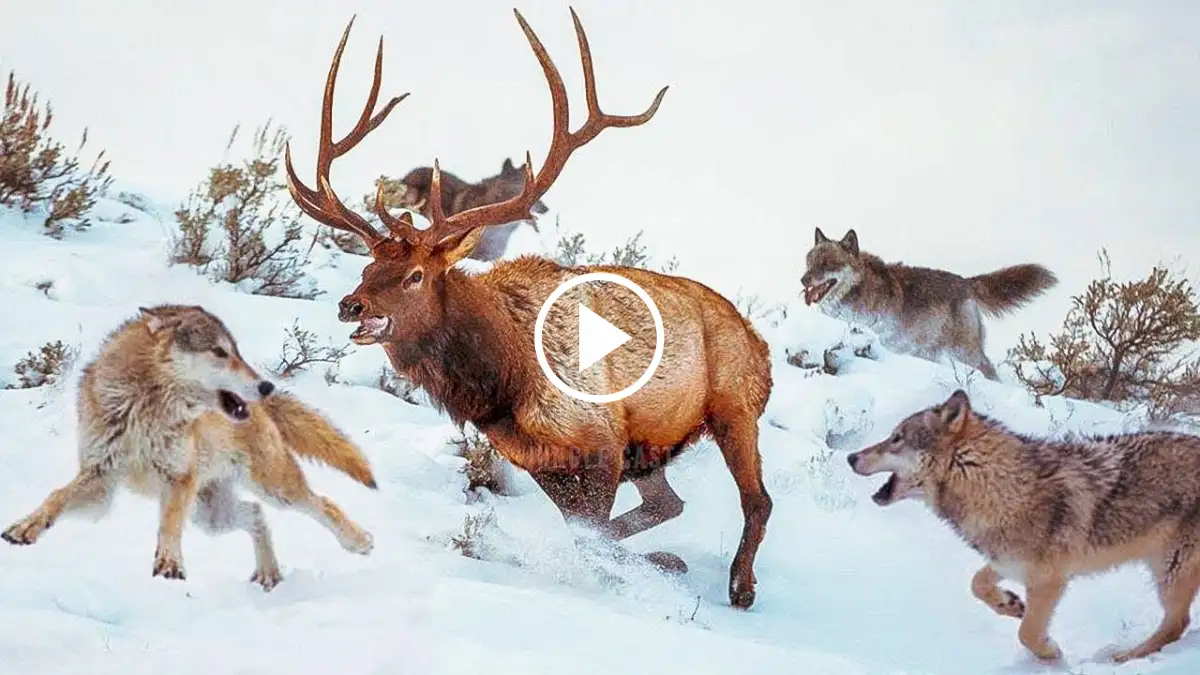 Viral Video: Watch Wolves in Action as they Hunt Elk!