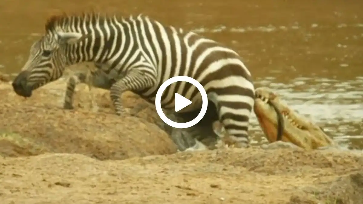 Viral Video: Watch Zebra's Incredible Escape From Dangerous Crocodiles