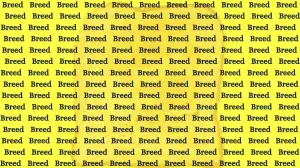 Optical Illusion Brain Challenge: Only 5% Can Spot the Word Bread Among Breed in 15 Secs