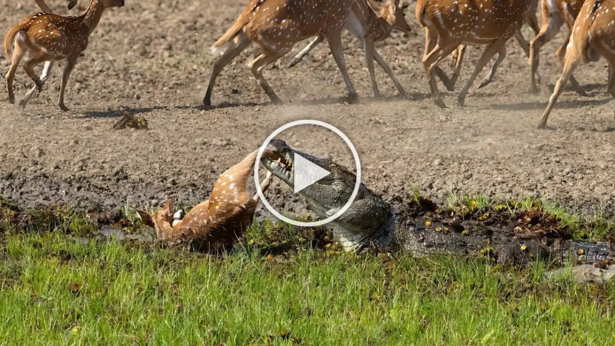 Viral Video: A Thrilling Moment! Crocodile Attacks a Deer at the Watering Hole